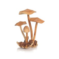 Mushrooms root wood