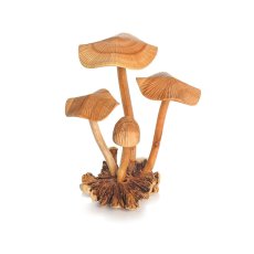 Mushrooms root wood